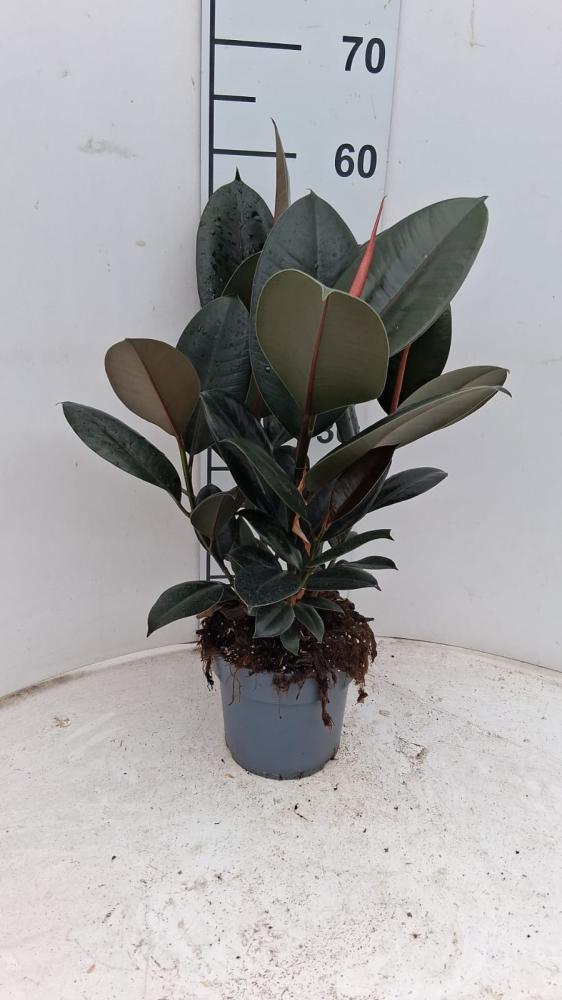 FICUS ABDJAN SPRAY VP17
