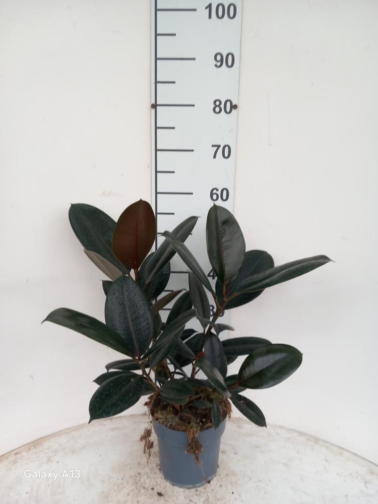 FICUS ABDJAN SPRAY VP17