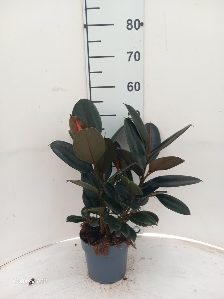 FICUS ABDJAN SPRAY VP17