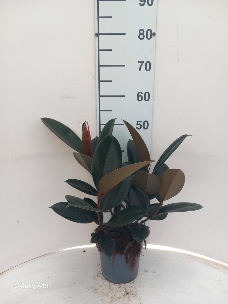 FICUS ABDJAN SPRAY VP17