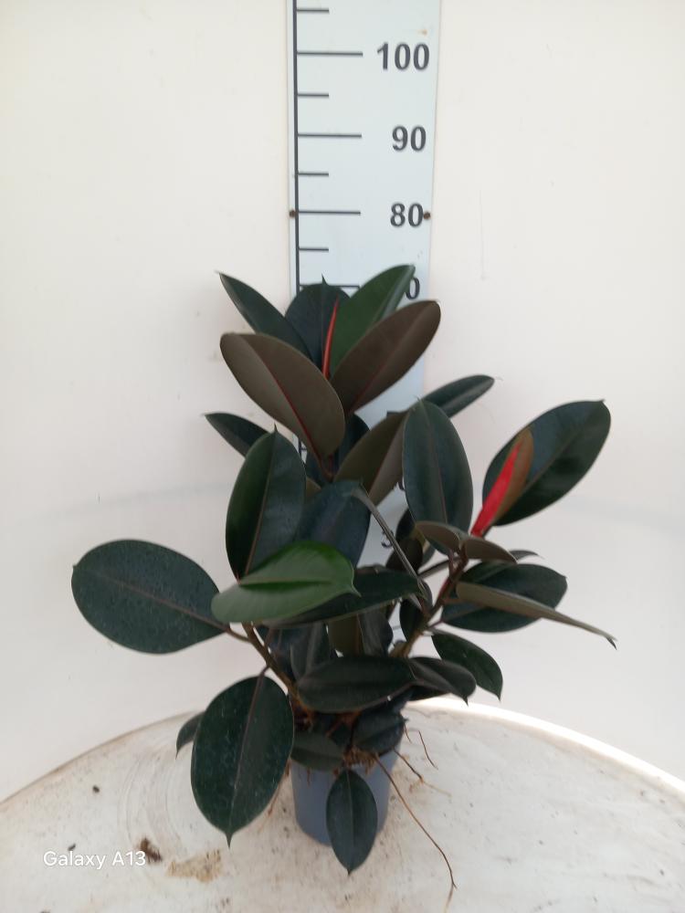 FICUS ABDJAN SPRAY VP17