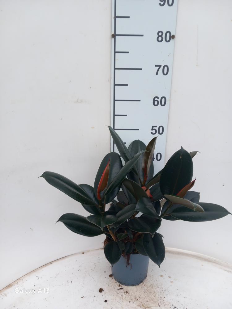 FICUS ABDJAN SPRAY VP17