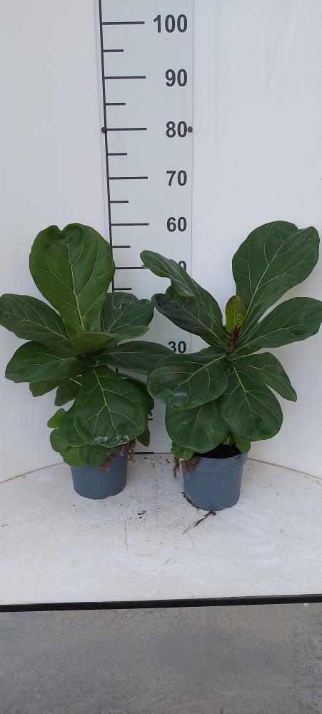 FICUS LYRATA BRANCH VP17