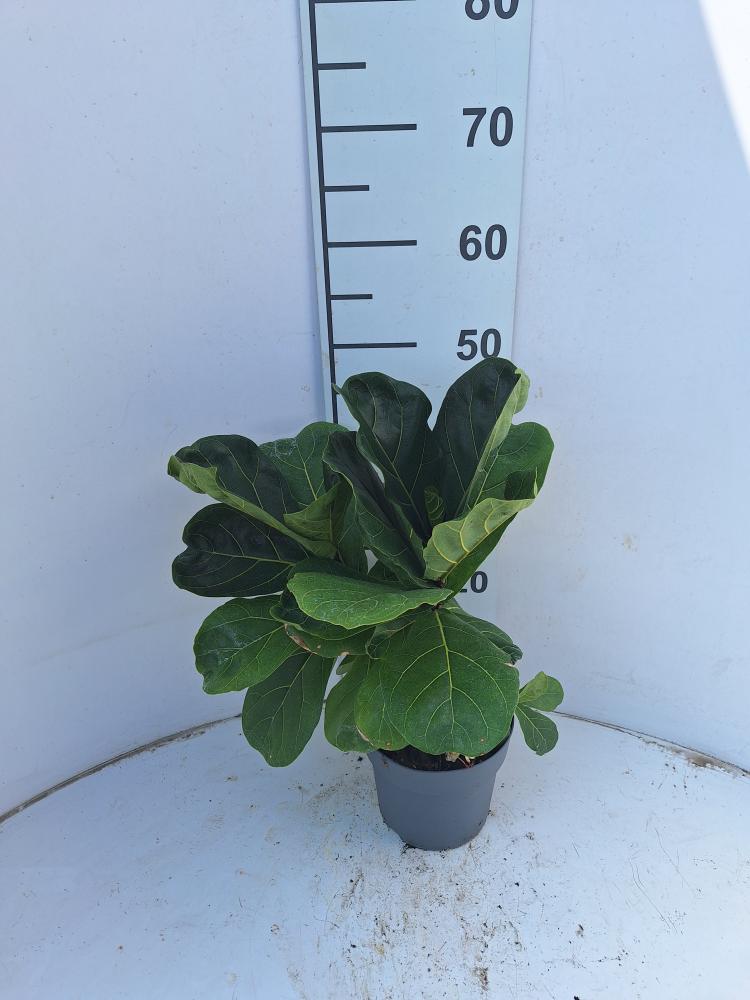 FICUS LYRATA BRANCH VP17
