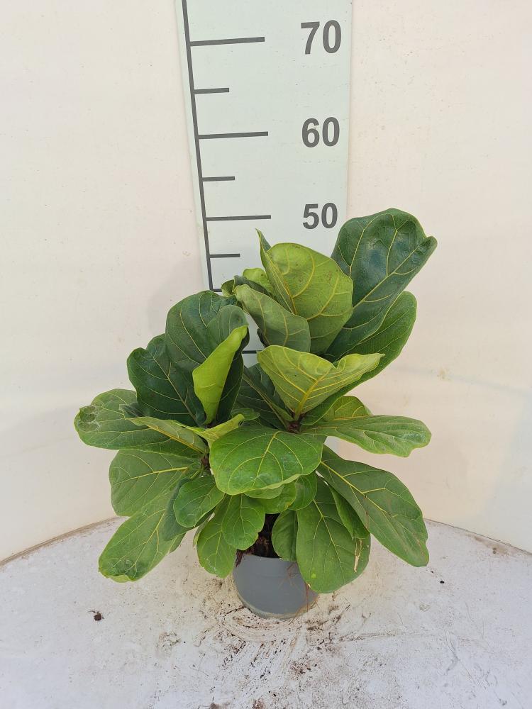 FICUS LYRATA BRANCH VP17