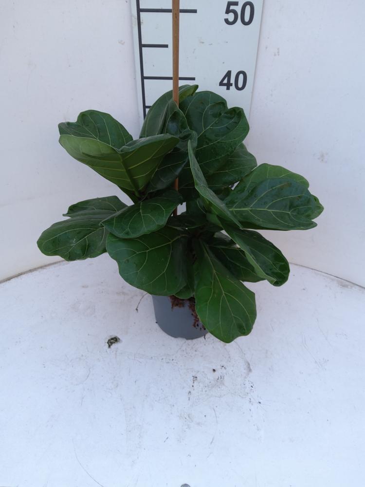 FICUS LYRATA BRANCH VP17