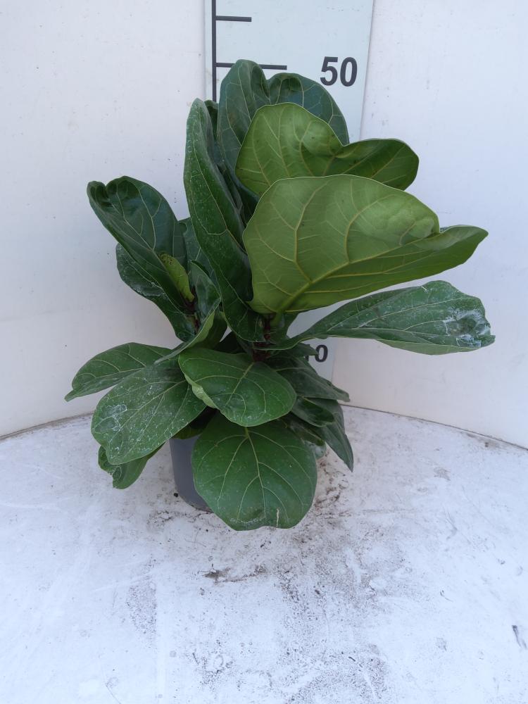 FICUS LYRATA BRANCH VP17