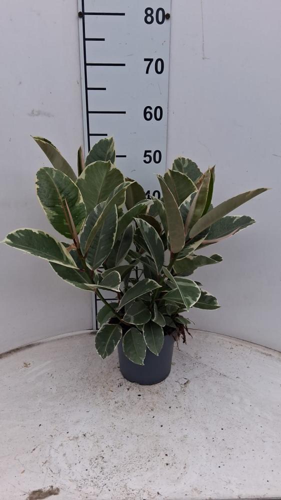 FICUS TINEKE SPRAY VP17