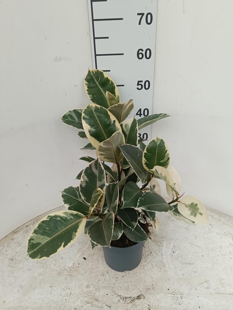 FICUS TINEKE SPRAY VP17