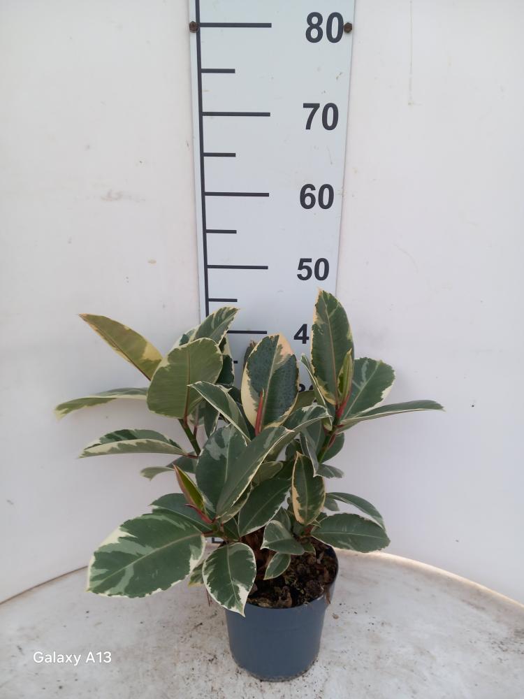 FICUS TINEKE SPRAY VP17
