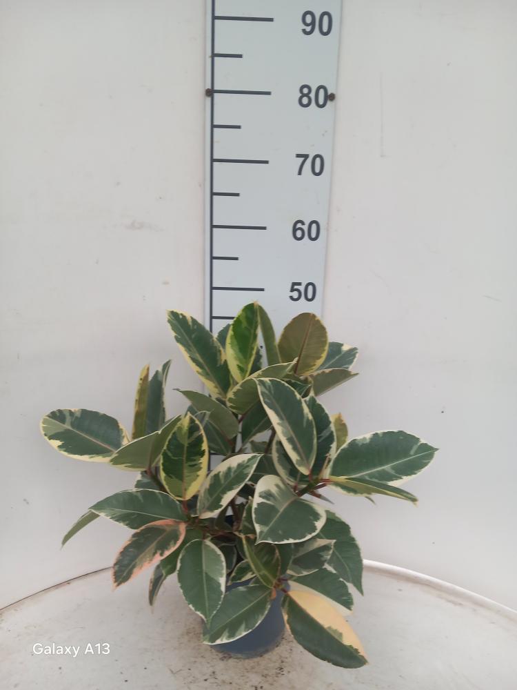 FICUS TINEKE SPRAY VP17