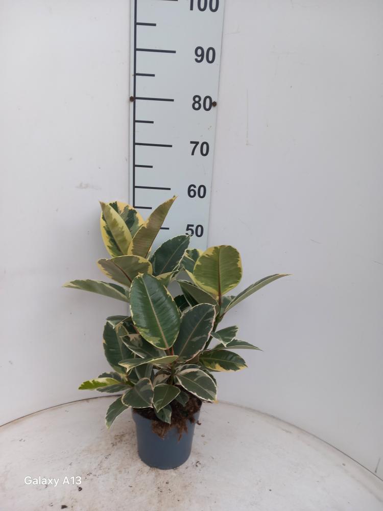 FICUS TINEKE SPRAY VP17