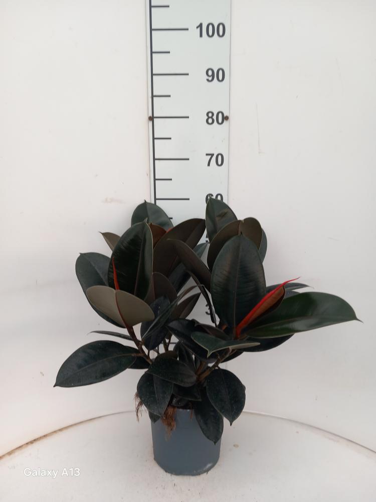 FICUS ABDJAN SPRAY VP21