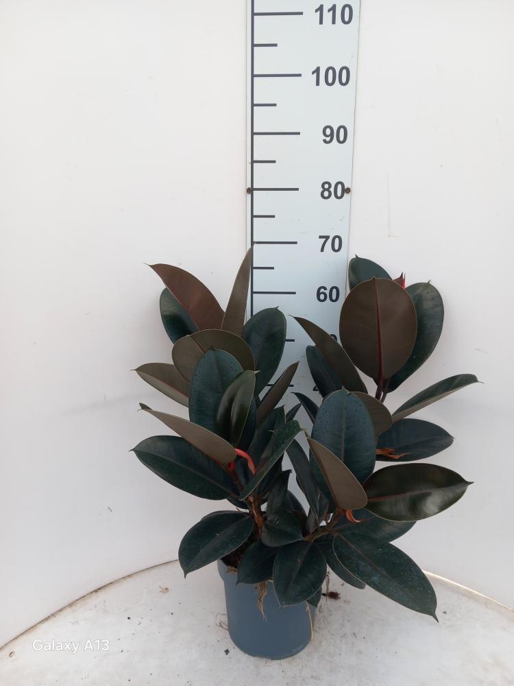 FICUS ABDJAN SPRAY VP21