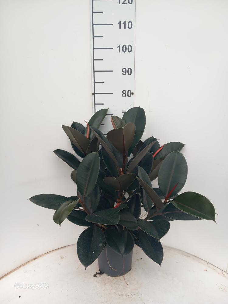 FICUS ABDJAN SPRAY VP21