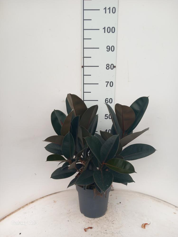 FICUS ABDJAN SPRAY VP21