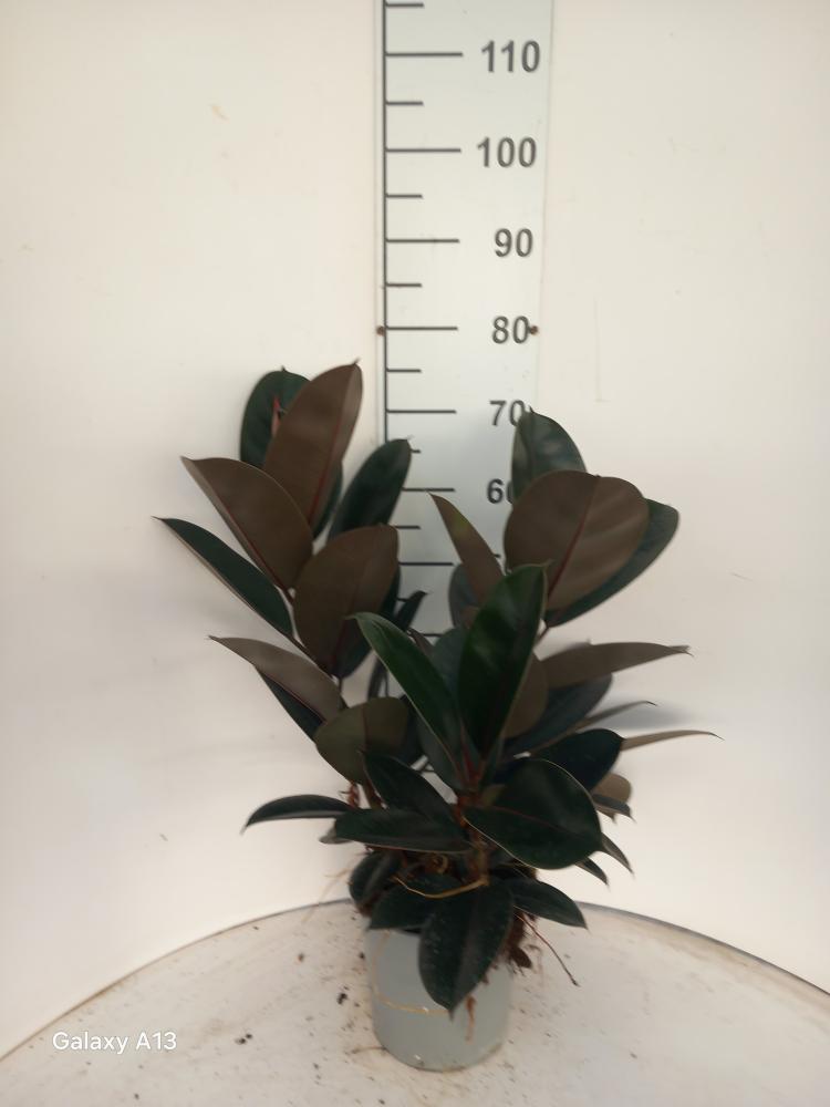 FICUS ABDJAN SPRAY VP21