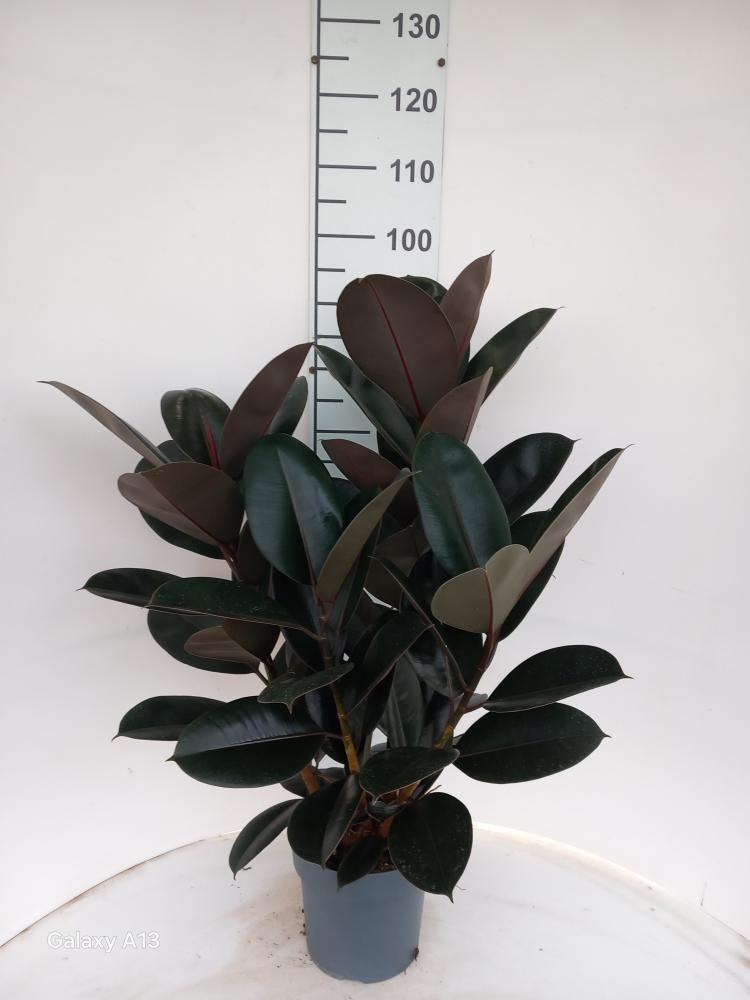 FICUS ABDJAN SPRAY VP21