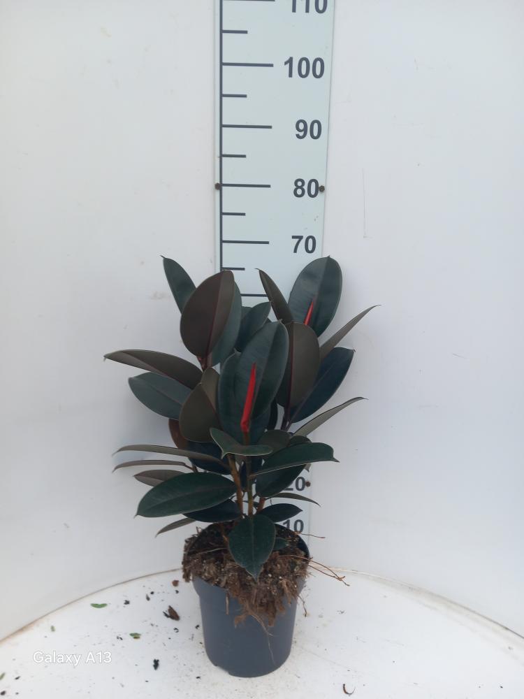FICUS ABDJAN SPRAY VP21