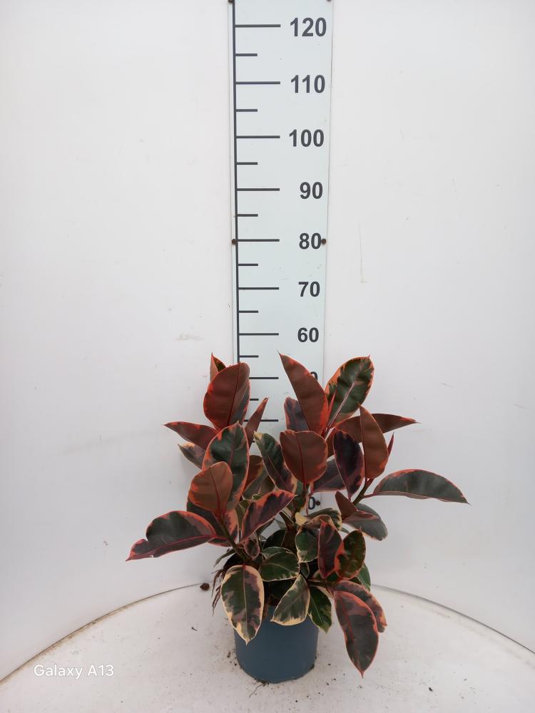 FICUS BELIZE SPRAY VP21