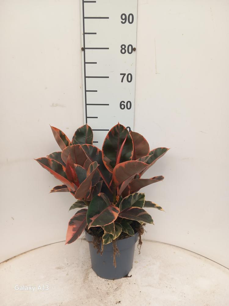 FICUS BELIZE SPRAY VP21