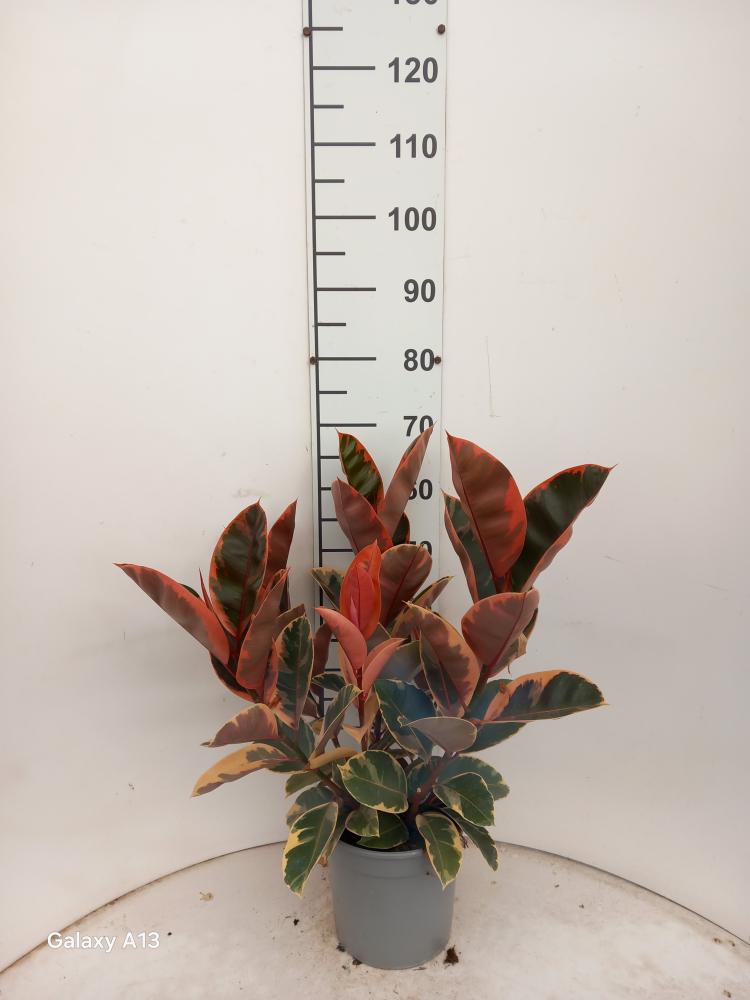 FICUS BELIZE SPRAY VP21