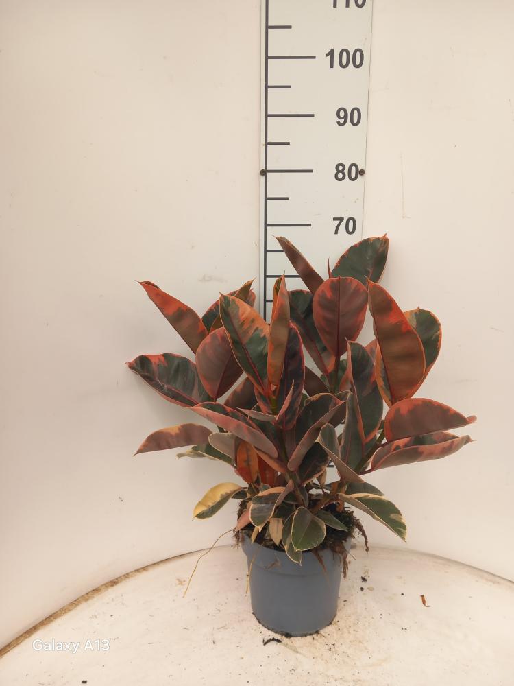 FICUS BELIZE SPRAY VP21