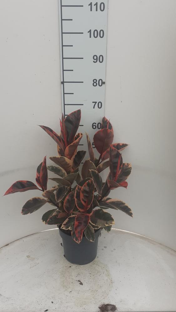 FICUS BELIZE SPRAY VP21