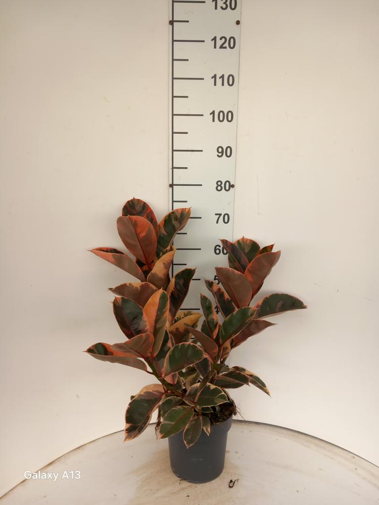 FICUS BELIZE SPRAY VP21