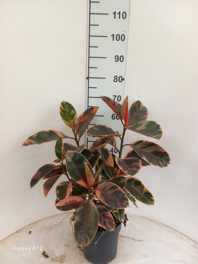 FICUS BELIZE SPRAY VP21