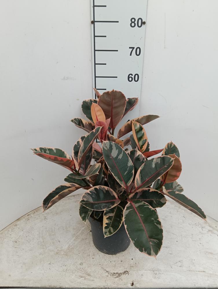 FICUS BELIZE SPRAY VP21