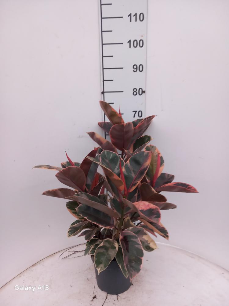 FICUS BELIZE SPRAY VP21