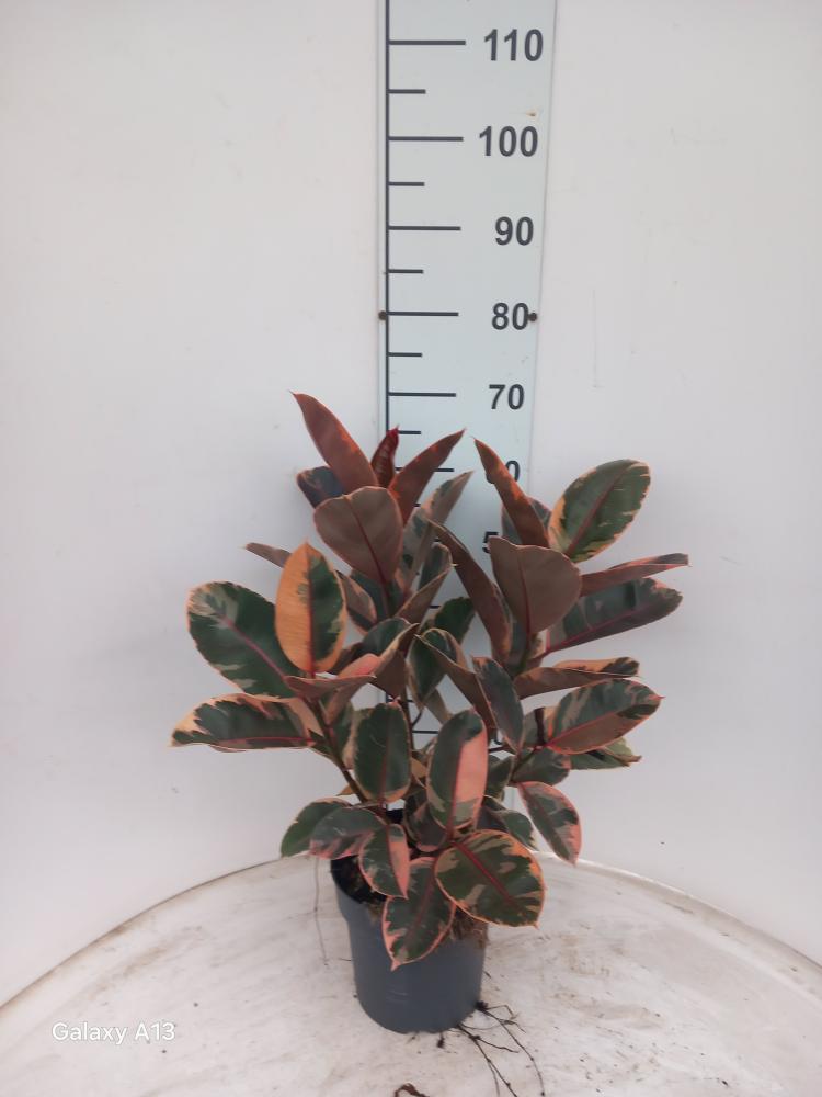 FICUS BELIZE SPRAY VP21