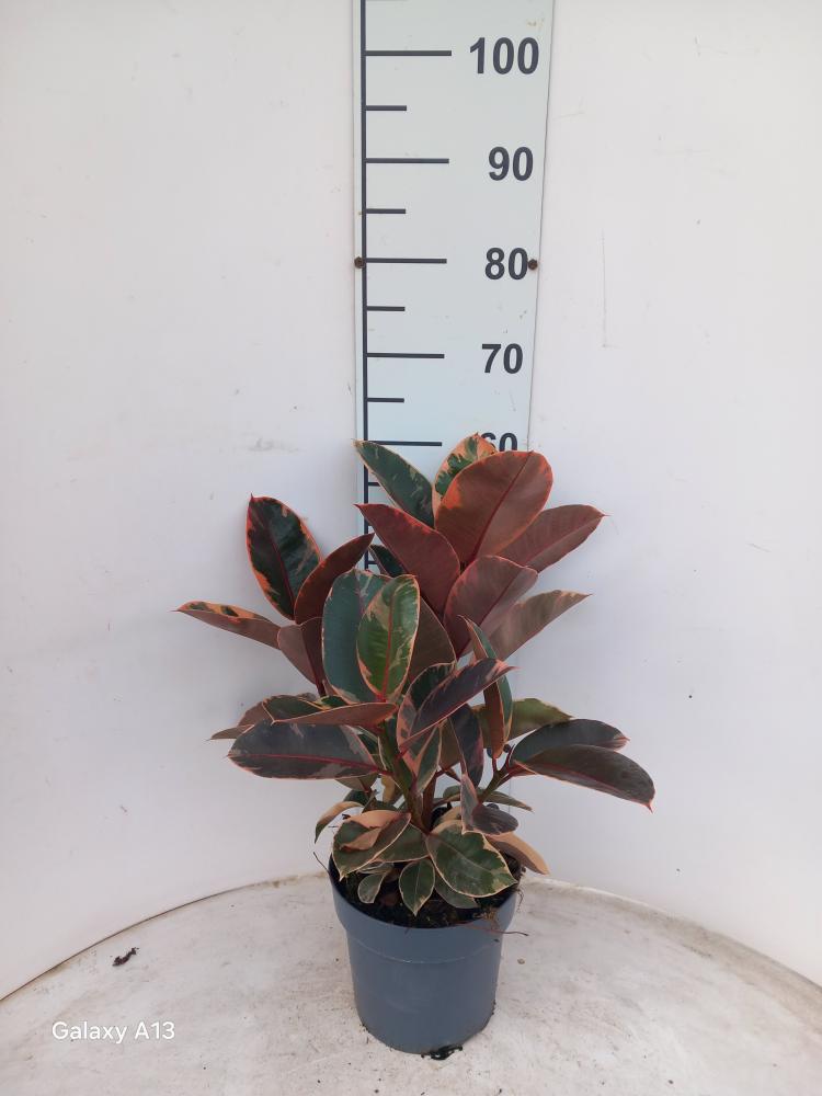 FICUS BELIZE SPRAY VP21